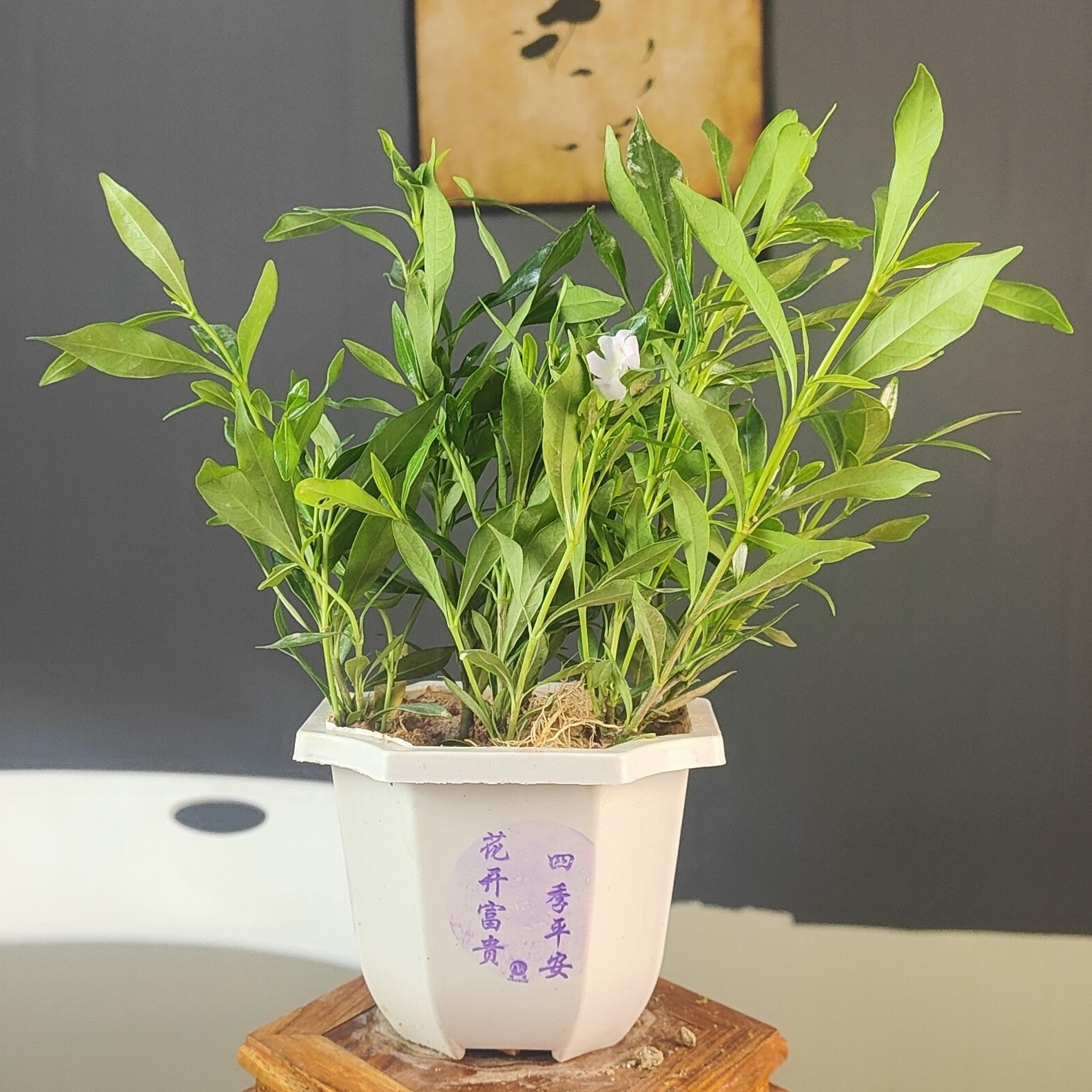 小叶栀子花好养易活