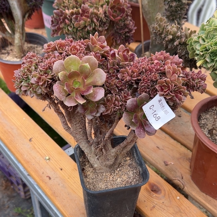 168 玫瑰自然朵缀 宽度26 公分