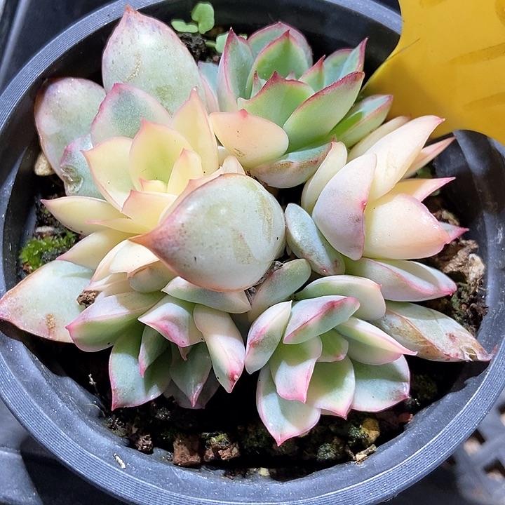 多肉植物1941多肉