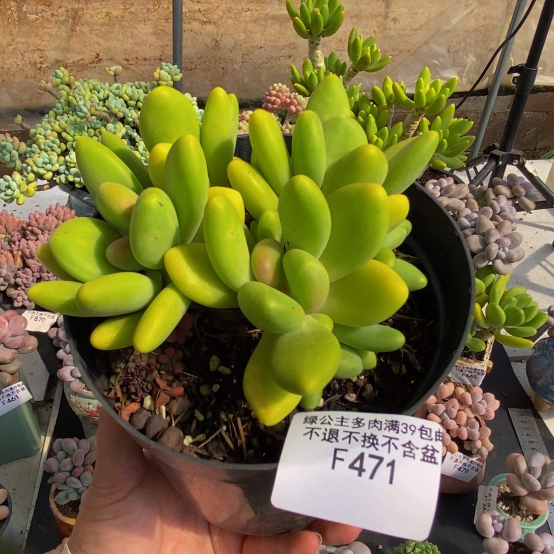 471芒果奶12cm多肉