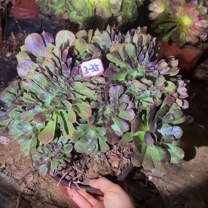 玫瑰缀多肉植物2-35