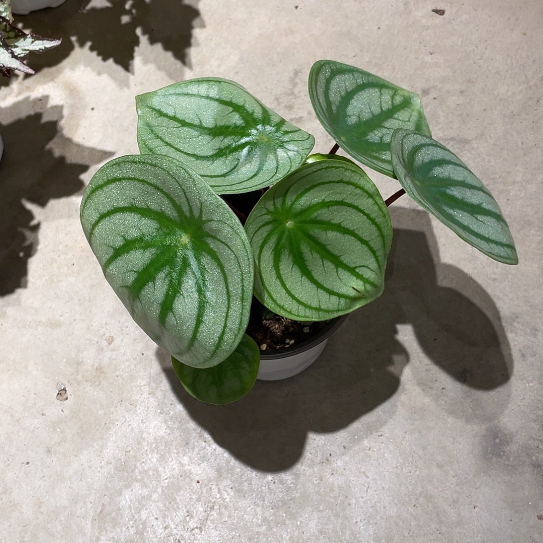 无花朵麒麟瓜椒草