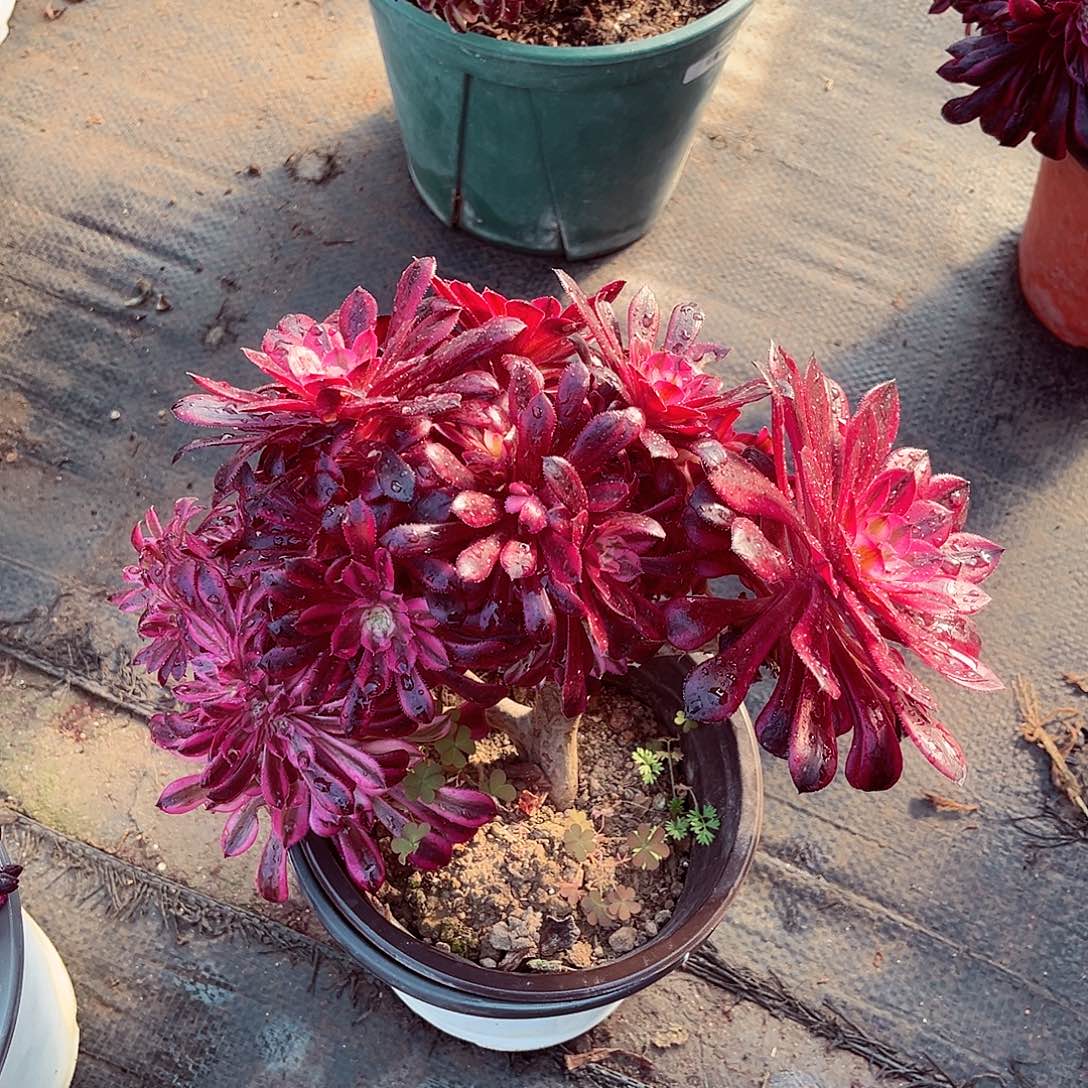 法师多肉植物月光女神缀