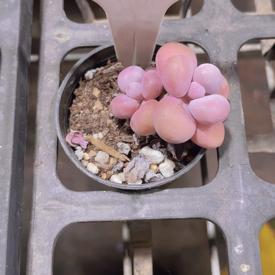 萌*哒桃蛋e005一物一拍