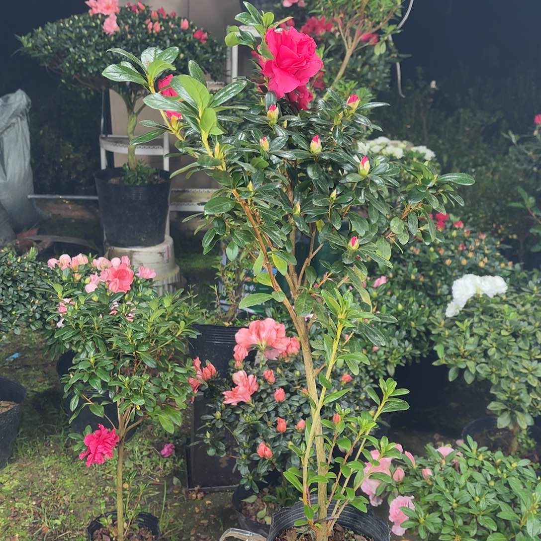 无***届当前无花栽培后可以开花