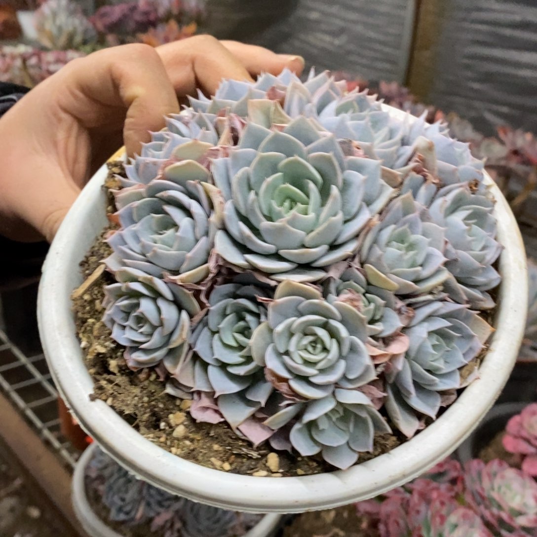 蓝石莲多头群生大盆，180杯