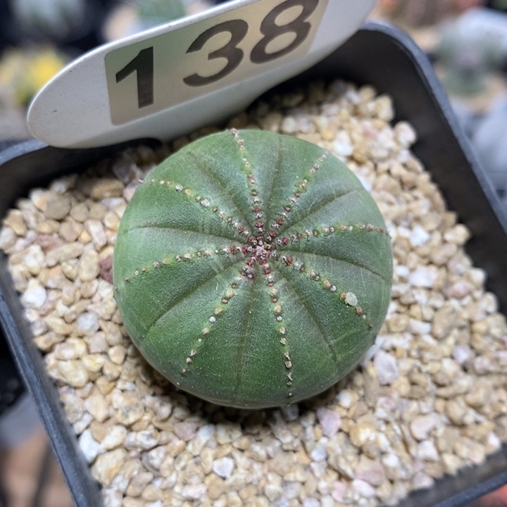 T****²专拍138号布纹球