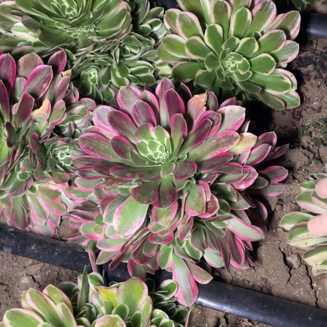 雨花石多肉法师断枝不包