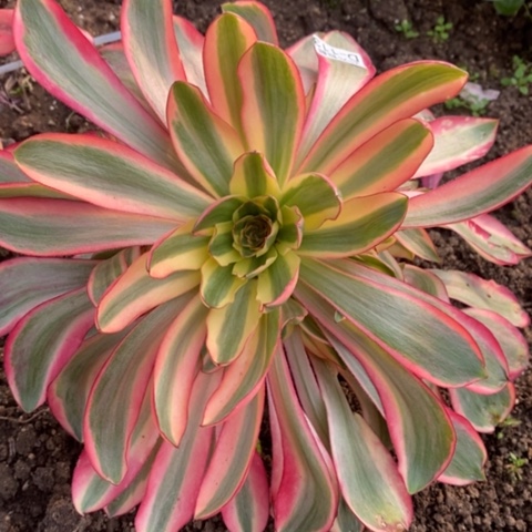 113阿波罗满25包邮多肉