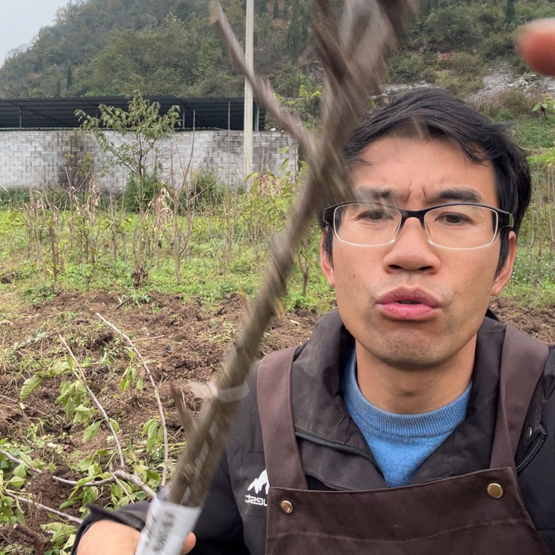 当前无花栽培后可以开花30不包活不退不换