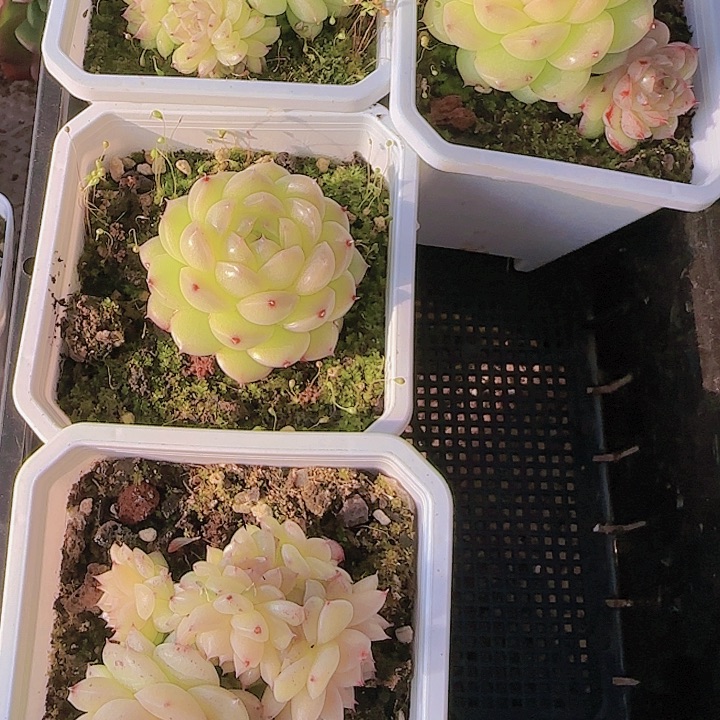 小***?花时光精品多肉06