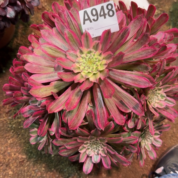 红陶姐*糖果948多肉