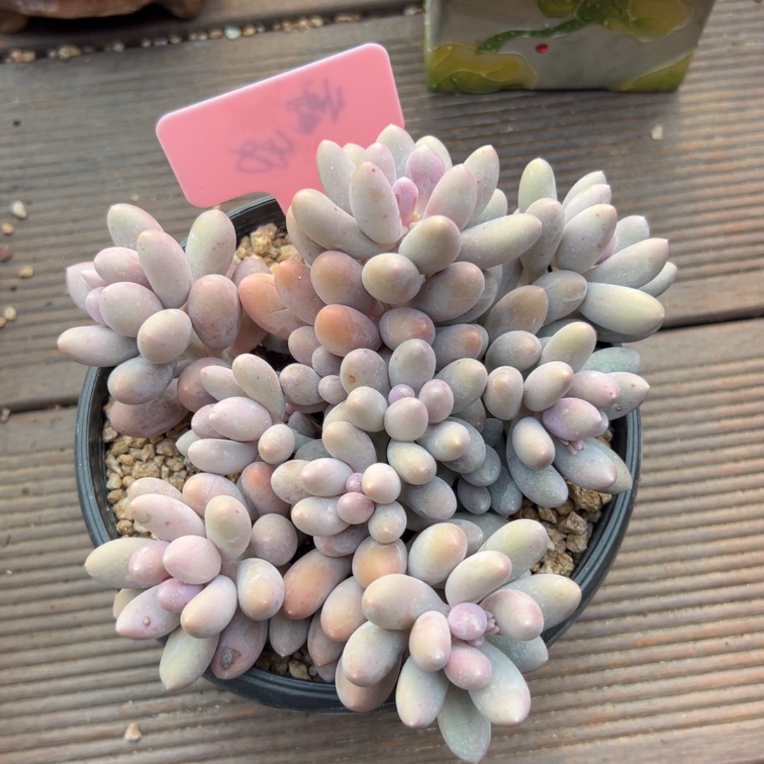 汤圆1111111111111111