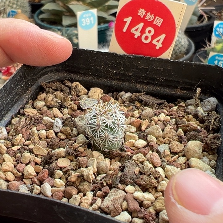 实生带中刺滕荣丸1.2cm