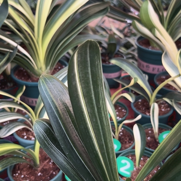 当前无花朵，栽培后可花朵奥****关