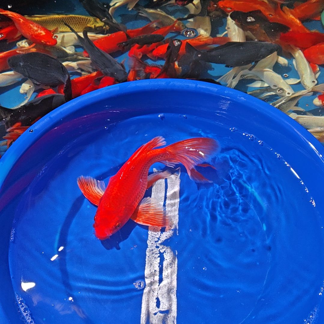 中国大陆冷水观赏鱼蝴蝶鲤