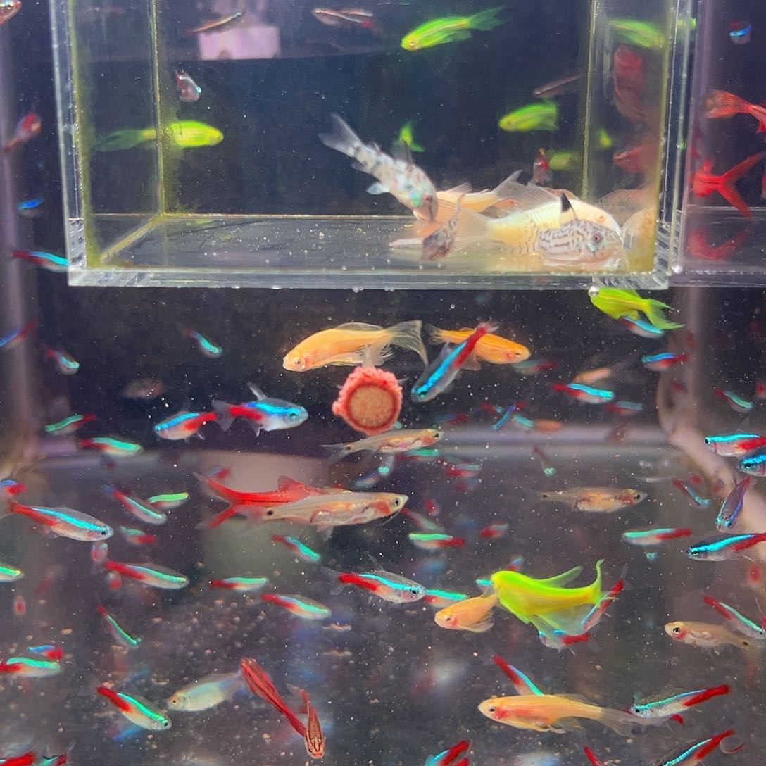 灯科鱼银针1条，龙须灯1条