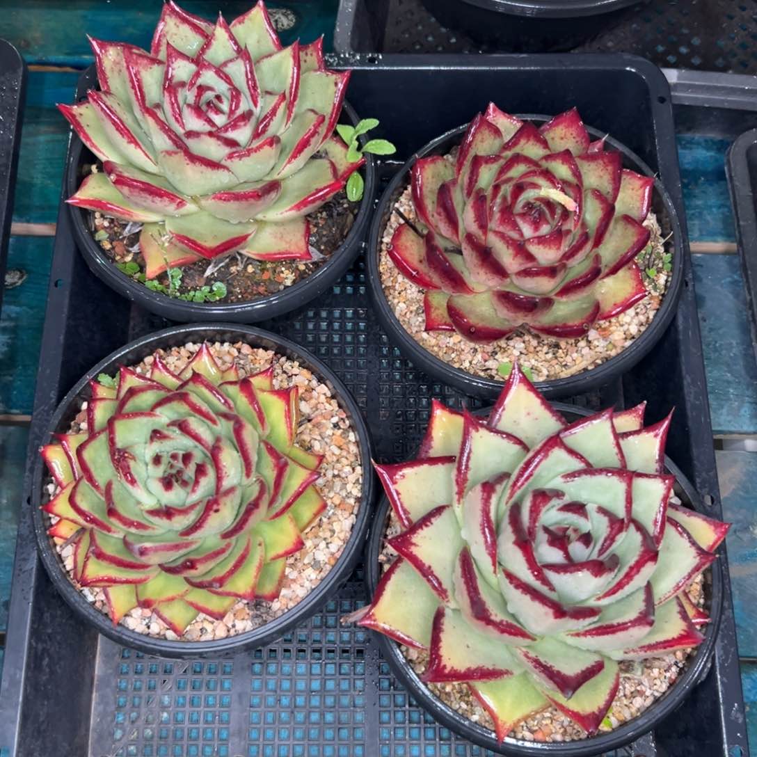 多肉一物一拍0112.140