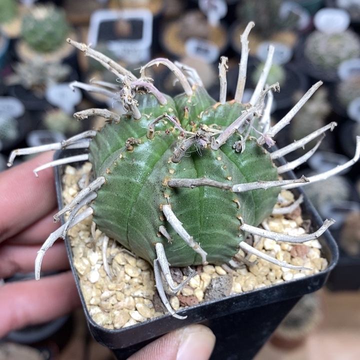 实生法丽达大戟318号5cm