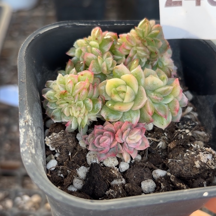 麦秆锦缀化18包邮