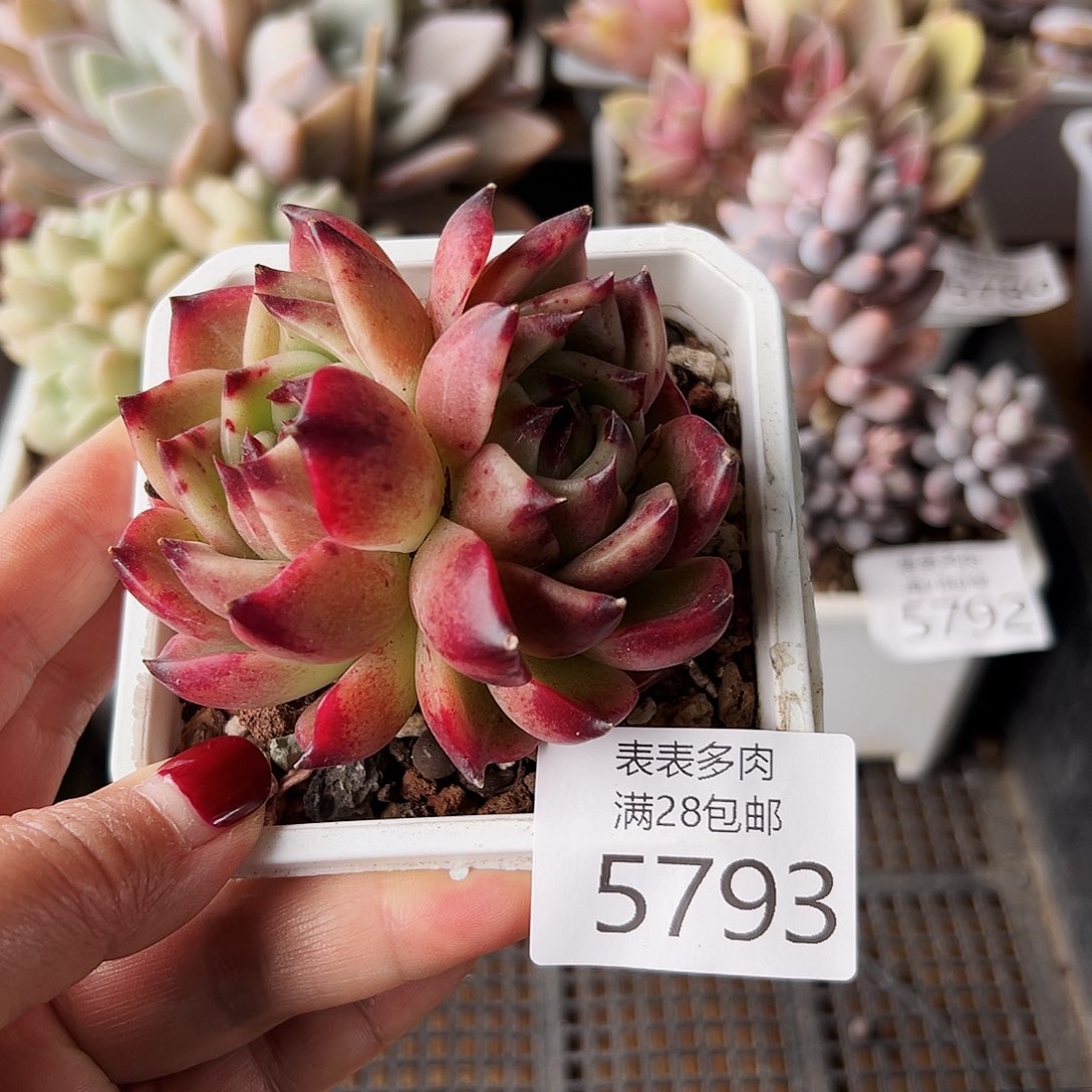 9号我们的确是一5793