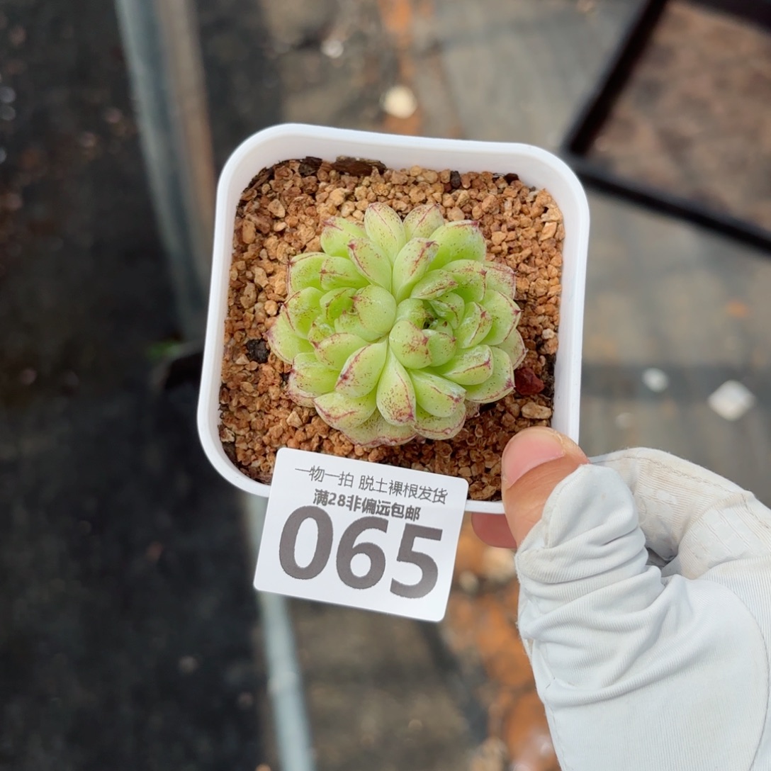 赤水晶无盆土发货