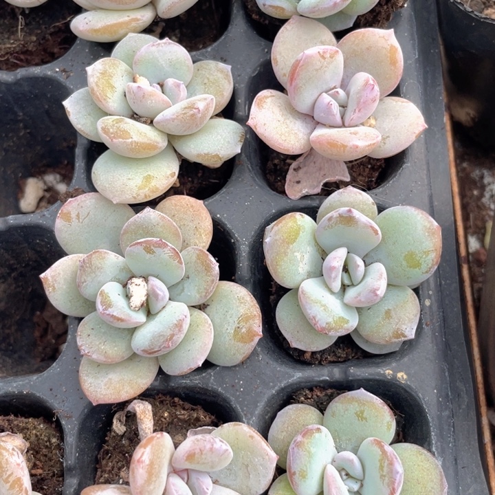 奶茶5元5颗满18包邮