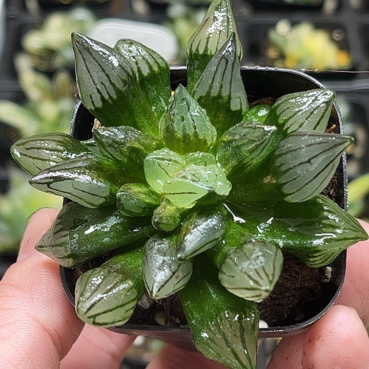 243短肥西瓜寿头家多肉十二卷