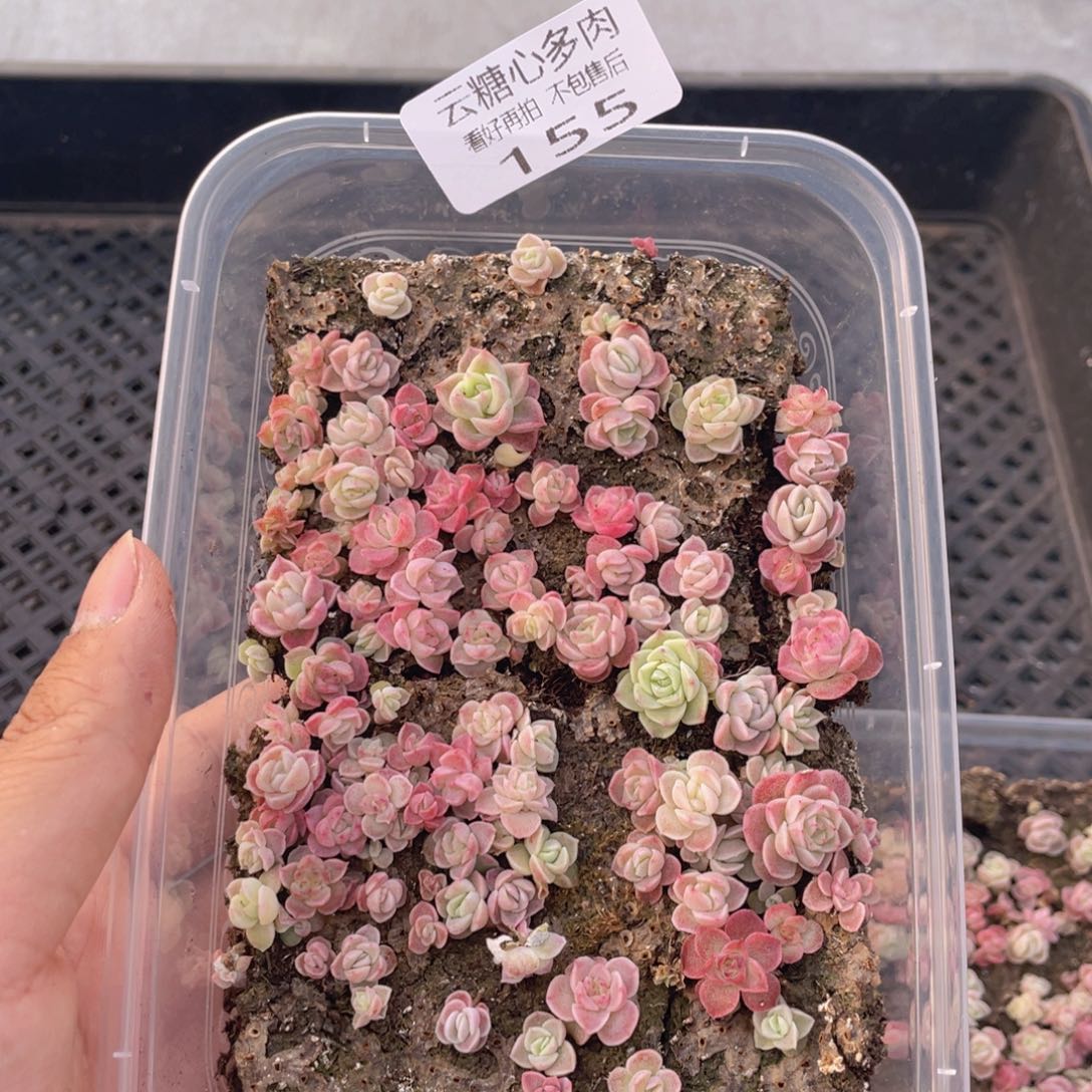 云糖心多肉植物155
