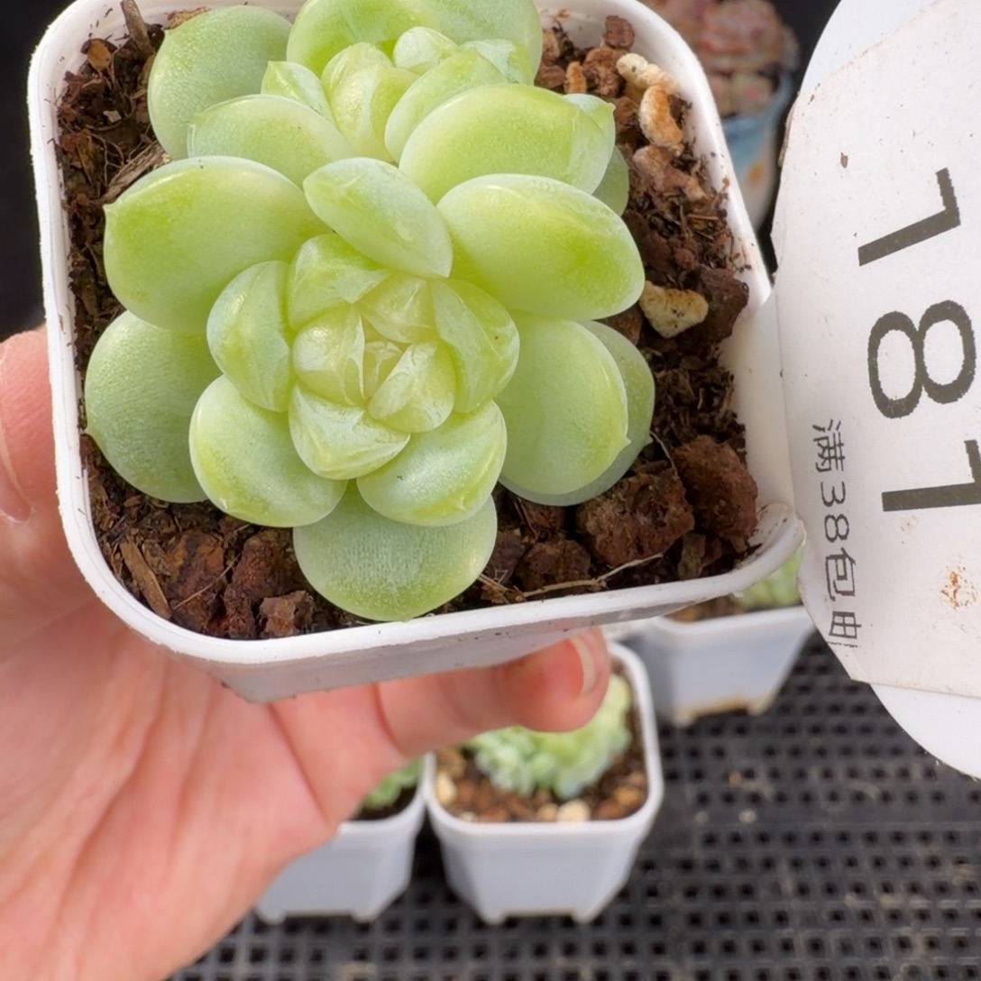 奶油财富双头181号