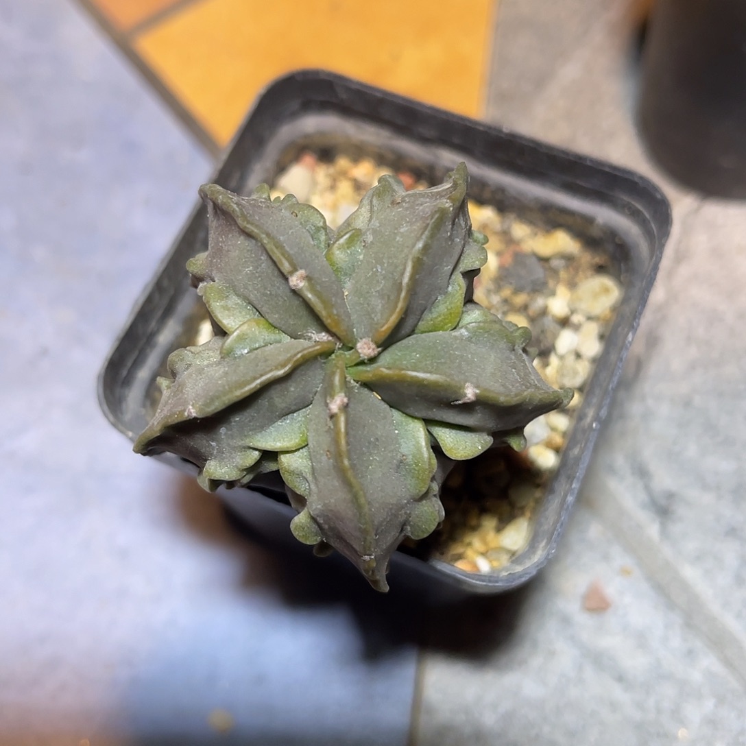 实生核桃鸾凤玉一物一拍