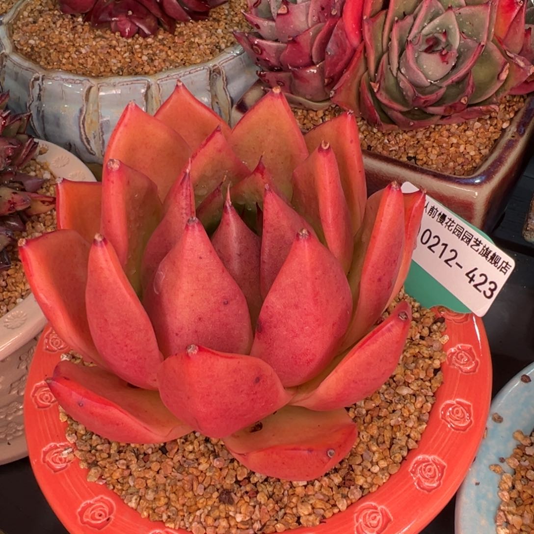 从前慢多肉精选编号0212.423