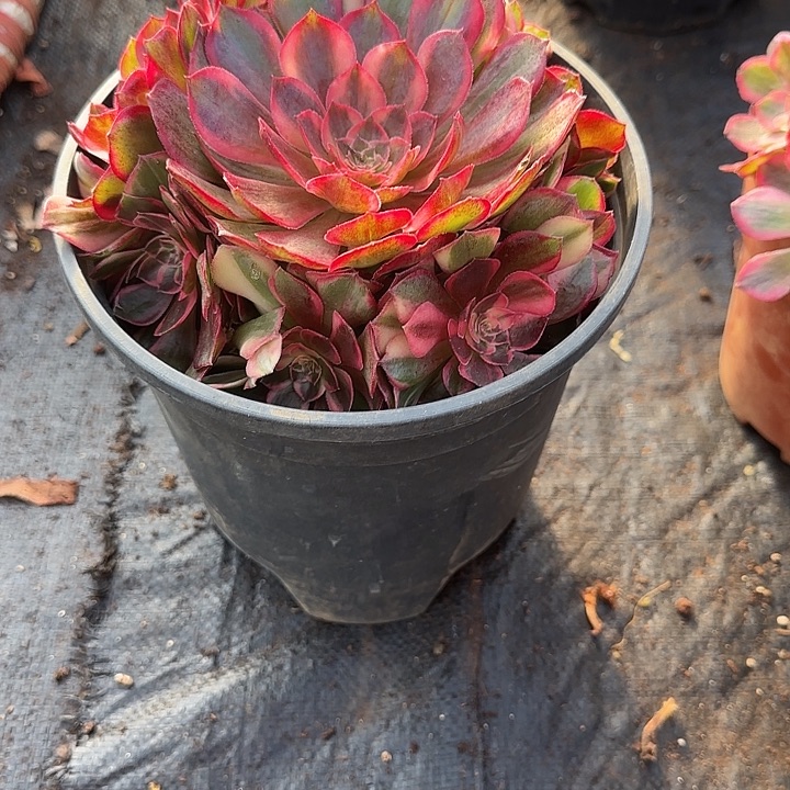 精品多肉植物0000