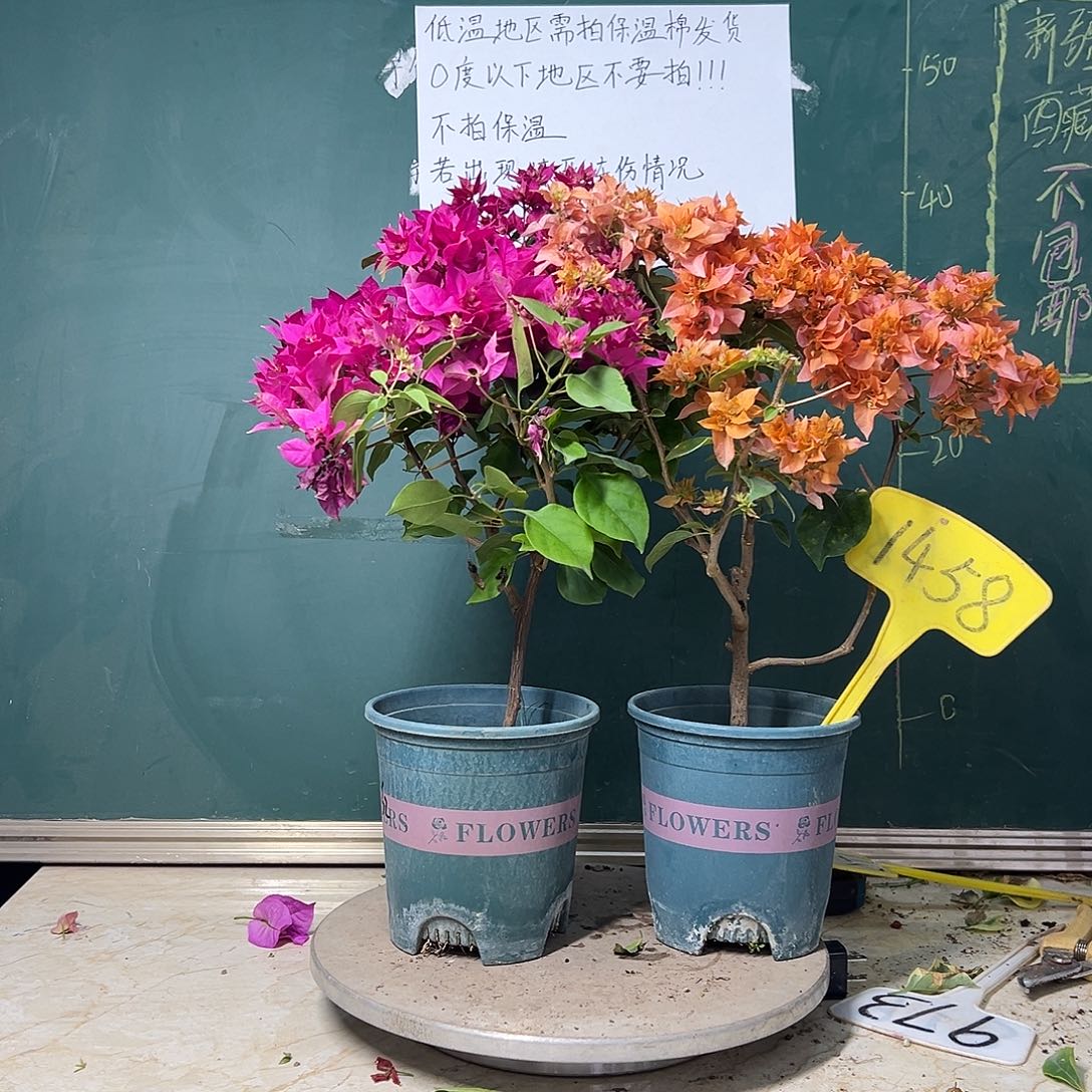 完全开放重瓣枣红 重瓣橙 1458