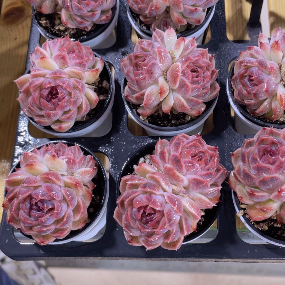 210号 紫霞仙子双头2个