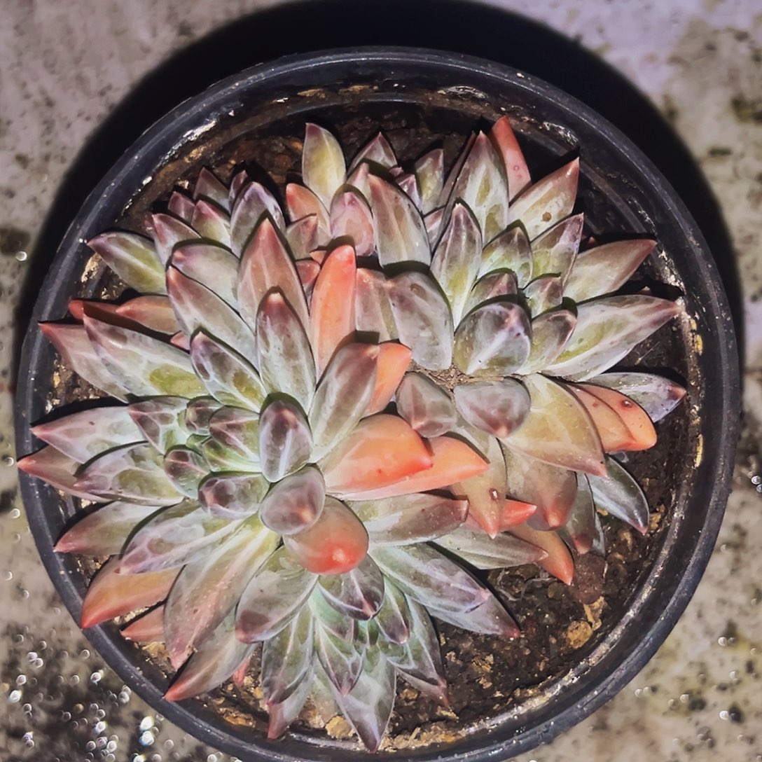 桔云多肉美人精品系列