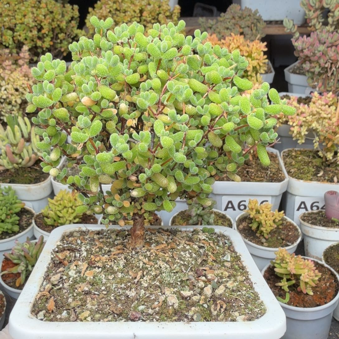 A649翡翠老桩直腿