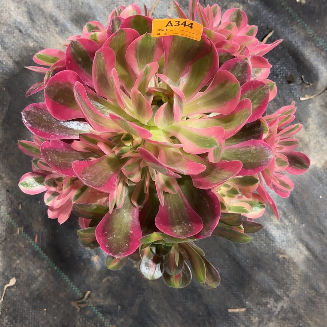 粉女巫法师多肉植物344