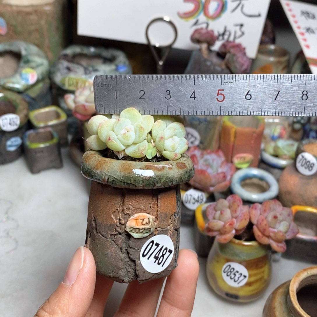 花盆拍3送一个小礼物