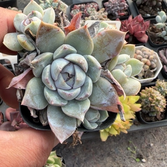 Q***C164汉堡多肉植物多