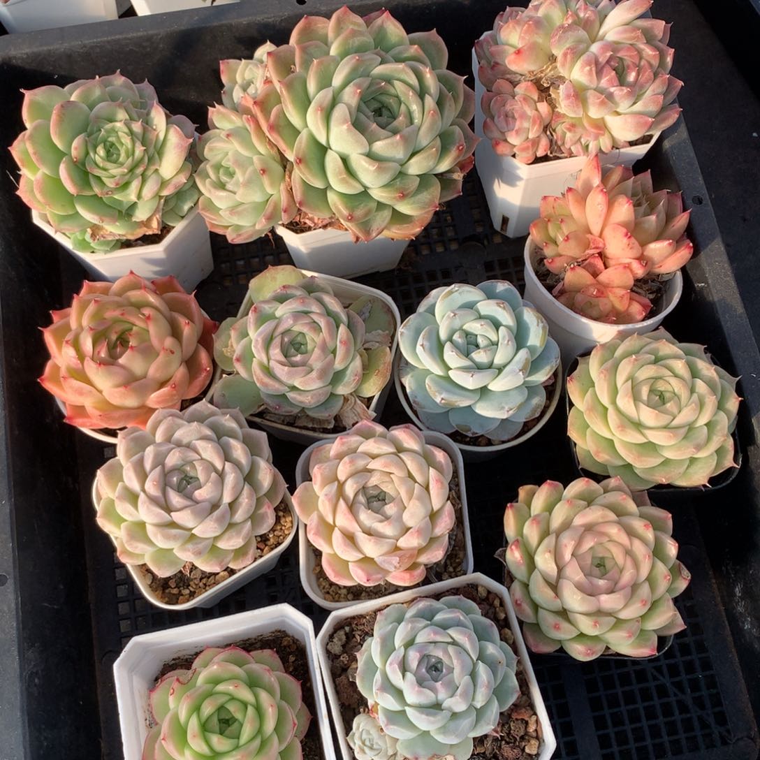 1202-56 套餐一组