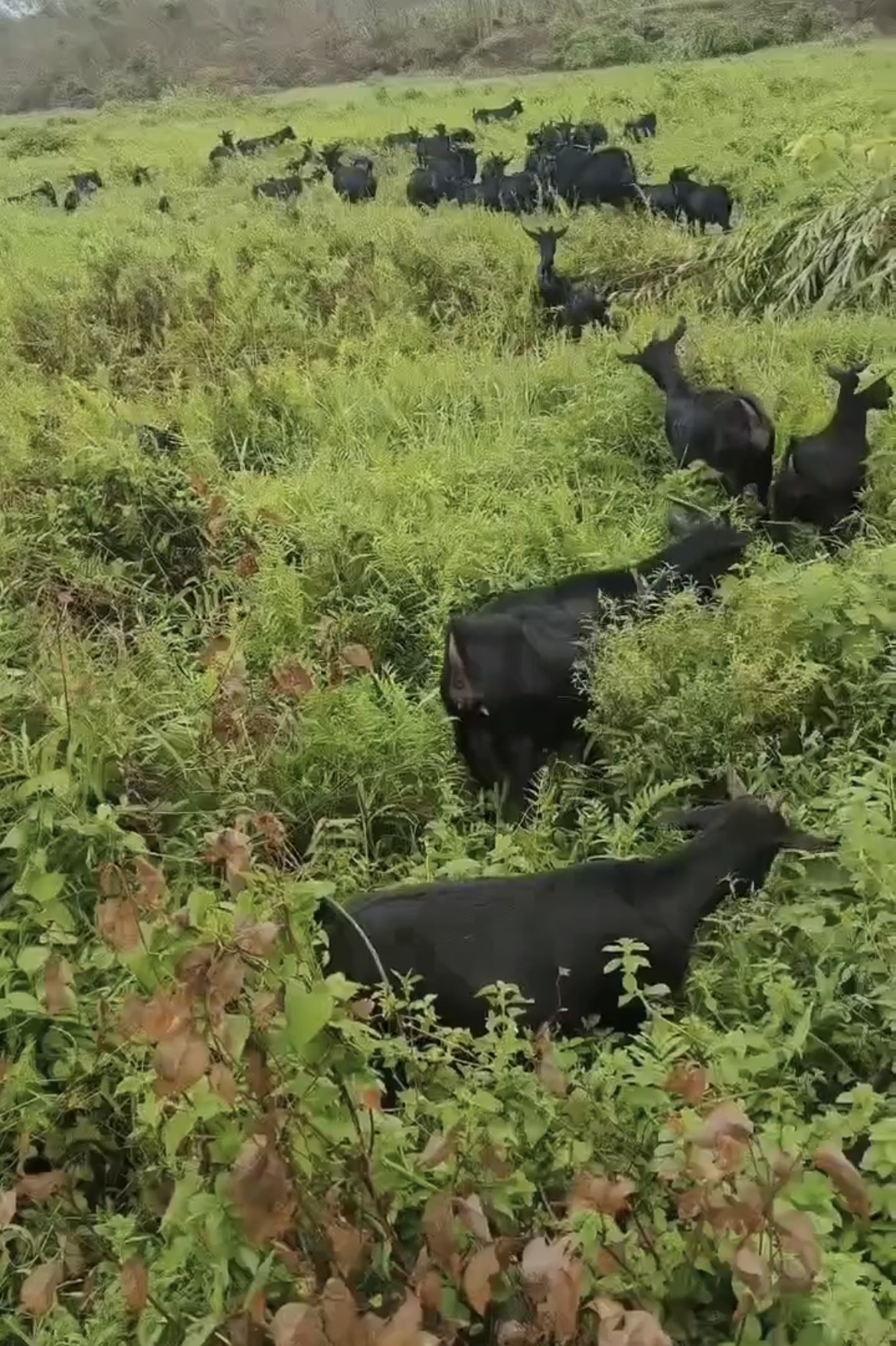 【阉羊肉】雷州纯散养吃百草黑山羊羊腿羊排羊腩混搭