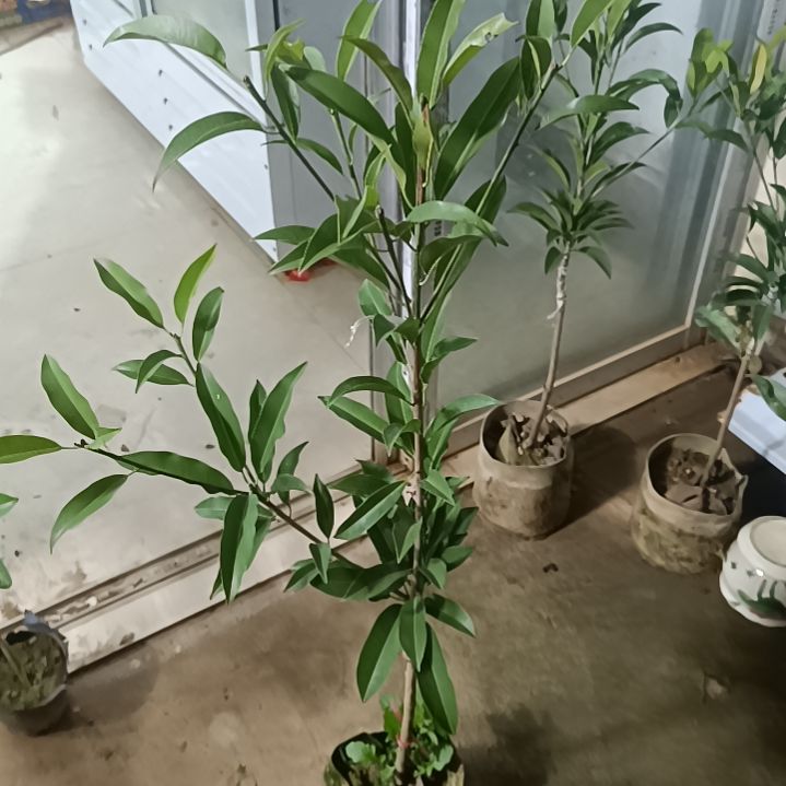 墨西哥人心果嫁接苗一物一拍原盆原土发货