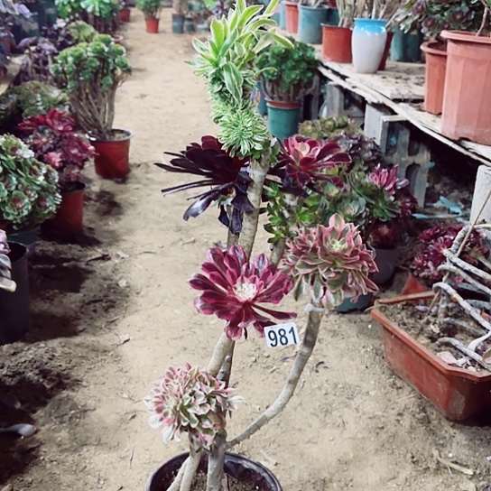 981嫁接老桩法师