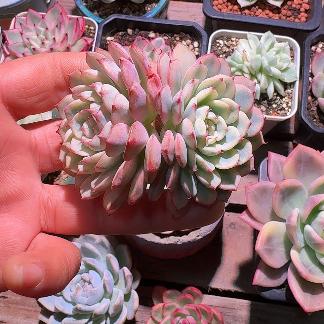 姬莲锦多肉多肉多肉