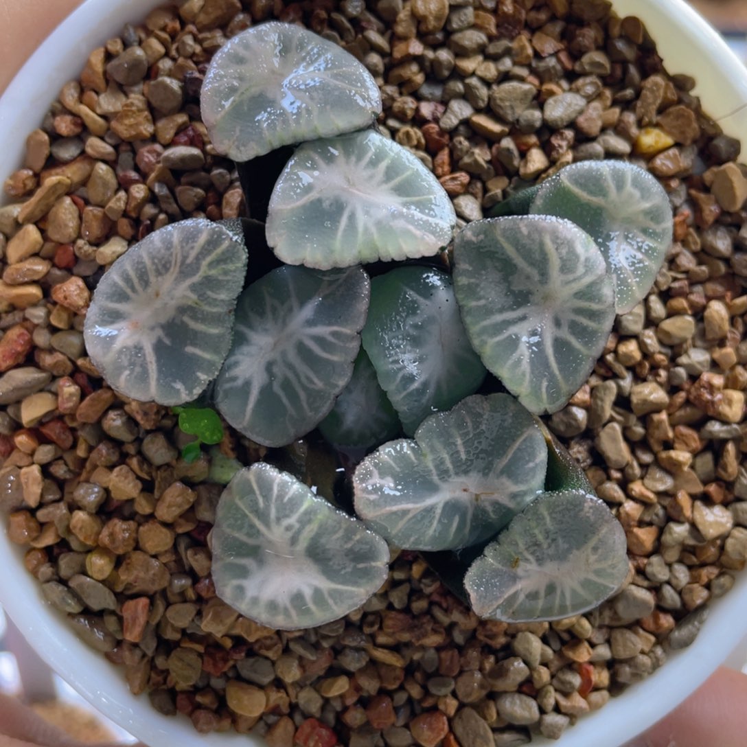 6.十二卷多肉冰雷万象。    