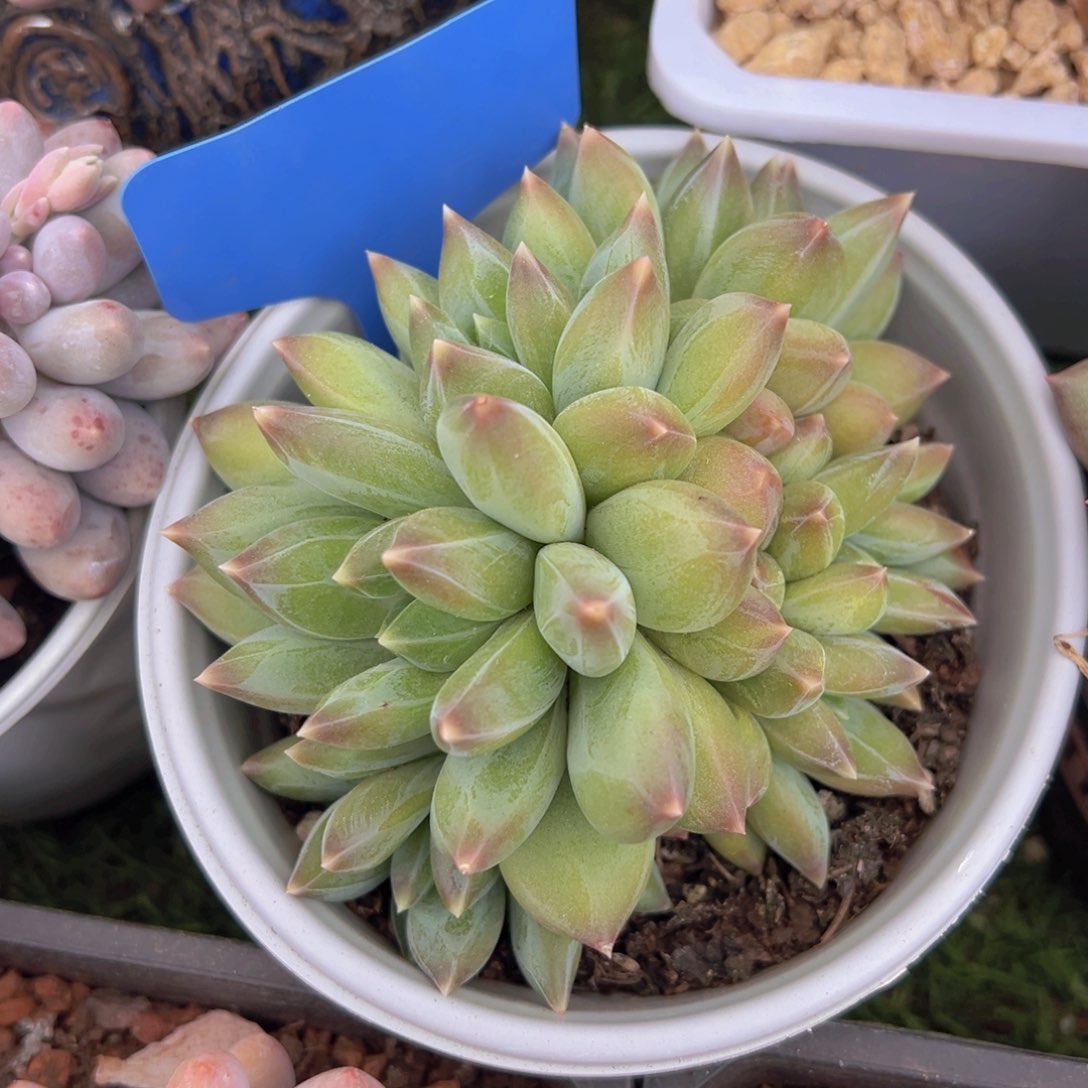 香玉的故事是一个人的故事