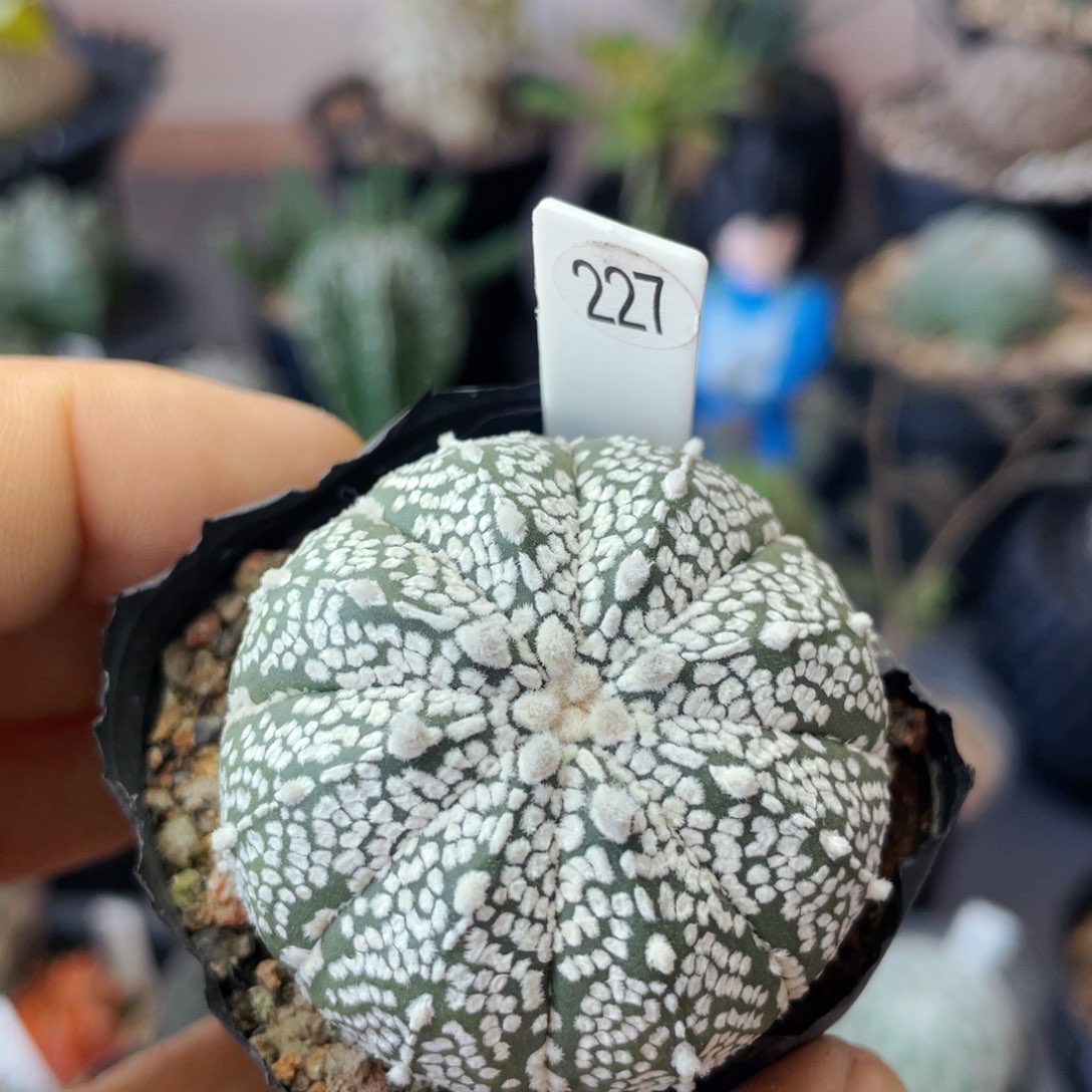 仙人球满28包邮盆口径5公分鸾凤超兜连线4.1公分