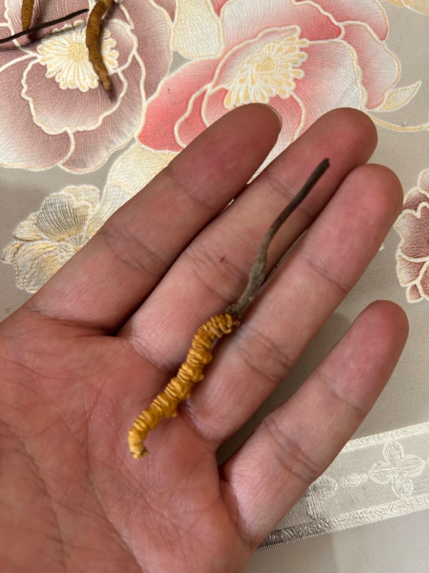 【冬虫夏草】藏区源头虫草-24年甄选优质佳品冬虫夏草