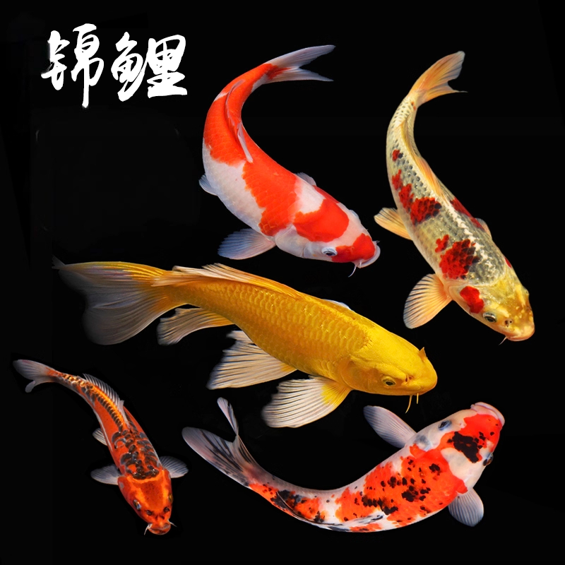 锦鲤活鱼冷水观赏鱼黄金纯种大正红白三色淡水好养耐活小金鱼招财